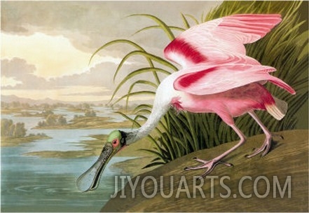 Roseate Spoonbill