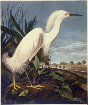 Snowy Heron or White Egret