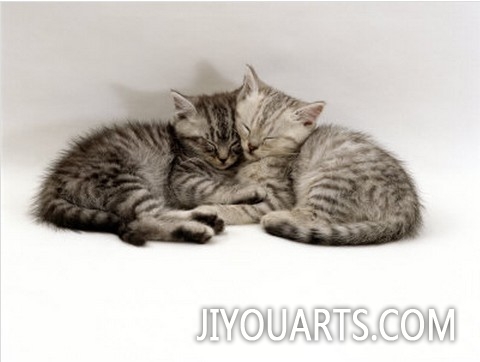 Domestic Cat, Two 7 Week Sleeping Silver Tabby Kittens