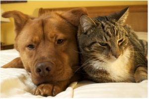 Dog and cat together