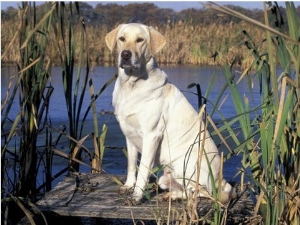 Golden Labrador Retriever Dog Portrait, Sitting by Water