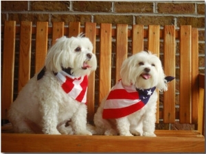 Maltese Dogs Wearing the American Flag