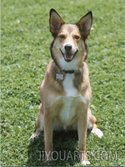 Obedient German Shepherd Dog Panting and Sitting in Grassy Green Field