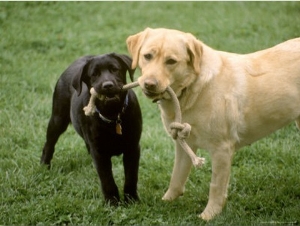 Two Dogs with Rope in Mouth