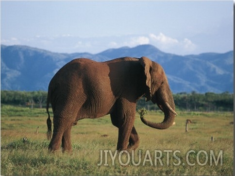 Side Profile of an African Elephant Walking in the Forest, Fothergill Island, Kariba, Zimbabwe