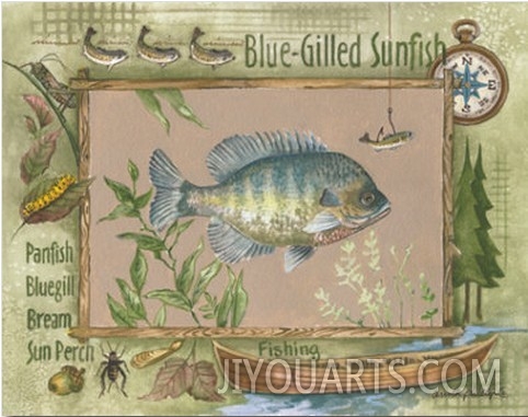 Blue Gilled Sunfish