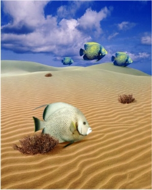 desert fish