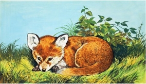 Fox Cub