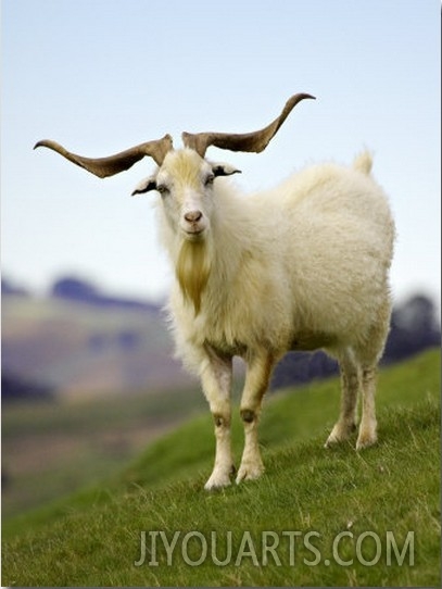 Goat, Taieri, near Dunedin, South Island, New Zealand