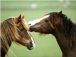 Horse, Two Grooming, Scotland