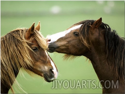 Horse, Two Grooming, Scotland