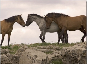 Mustang  Wild Horse Red Dun Stallion Sniffing Mare