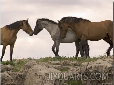 Mustang  Wild Horse Red Dun Stallion Sniffing Mare