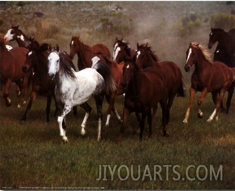 Wild Horses