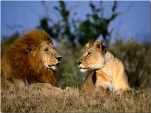 Lion and Lioness Mating Couple at Rest, Masai Mara National Reserve, Rift Valley, Kenya