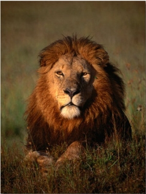 Lion, Masai Mara National Reserve, Rift Valley, Kenya