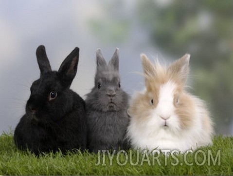 Two Dwarf Rabbits and a Lion Maned Dwarf Rabbit