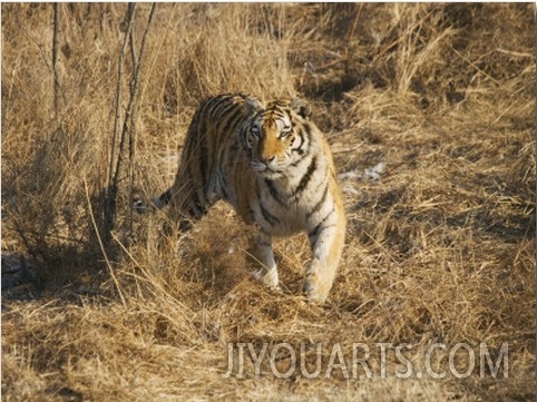 China, Heilongjiang Province, Siberian Tiger on Grass