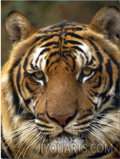 Portrait of an Indo Chinese Tiger, Tiger Sanctuary, Khao Pardap Chan, Thailand