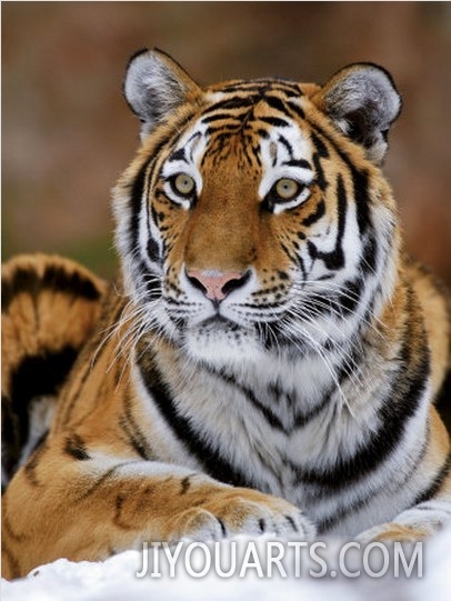 Siberian Tiger