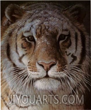 Tiger Portrait