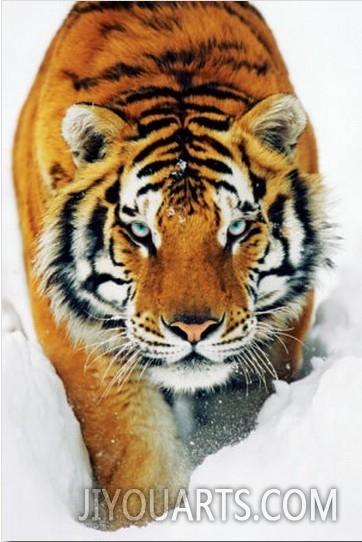 Tiger Snow