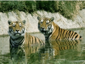 Two Tigers in the Water