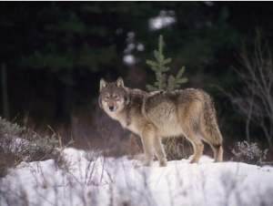 A Lone Gray Wolf Pauses in the Snow