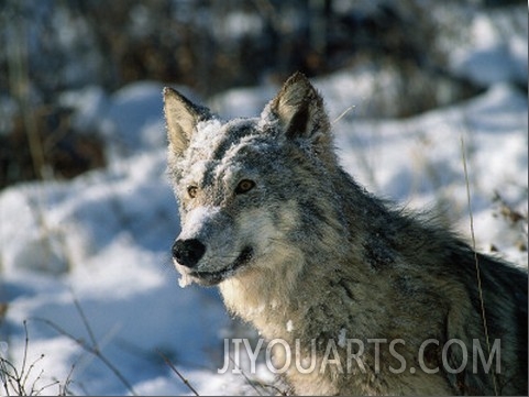 Nine Month Old Gray Wolf Pup Sits in Snow