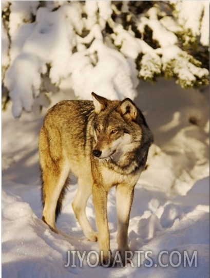 Wolf on a Snowy Forest Path, Sweden