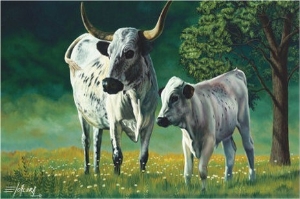 Grazing Cows