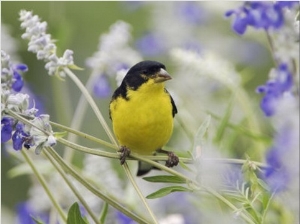 Lesser Goldfinch Black Backed Male on Mealy Sage Hill Country, Texas, USA