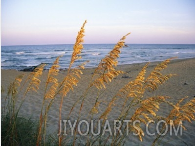 Beach Scene with Sea Oats