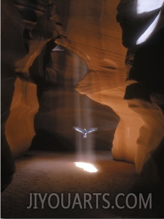 Dove Flying in Cave