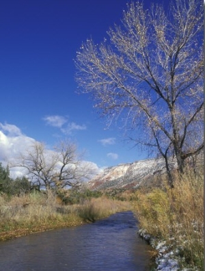 Cat Mesa, Jemez River and Cottonwood Tree, New Mexico