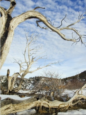 Gnarled Old Tree Trunk in Mesa Verde National Park, Colorado, USA