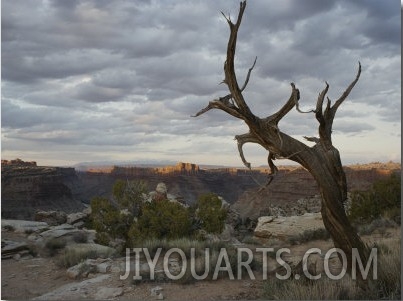 Scenic View of Canyonlands with Mesas and a Knarled Tree