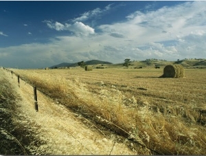 A Hay Field with Bales Sitting under a Cloud Filled Sky