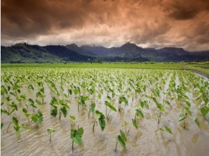 Afternoon Threatening Clouds Hang over a Hanalei Taro Field on Kauai, Hawaii, USA