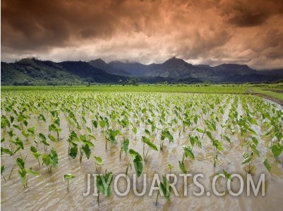 Afternoon Threatening Clouds Hang over a Hanalei Taro Field on Kauai, Hawaii, USA