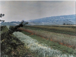 Alsatian Landscape Reveals a Panorama of Plentiful Crops