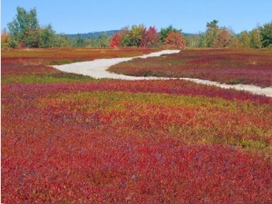 Blueberry Barrens, Maine, USA