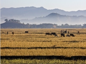 Burma, Mrauk U, Bright Yellow Fields of Rice Stubble Contrast with a Series of Misty Blue Mountain