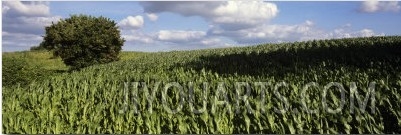 Crop in a Field, Brittany, France