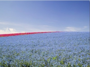 Crop of Flax on Hillside in Rows, Willamette Valley, Oregon, USA