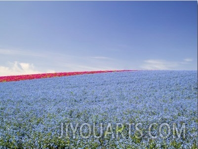 Crop of Flax on Hillside in Rows, Willamette Valley, Oregon, USA