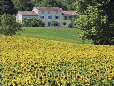 Cultivated Sunflowers Arable Crop, Near Valensole, Provence, France, Europe