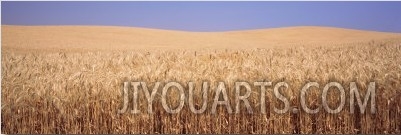 Golden Wheat in a Field, Palouse, Whitman County, Washington State, USA