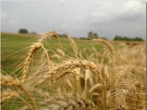 Louisiana, Point Coupee Parrish, While Sugar, Rice, Soybeans and Cotton are the Dominant Crops