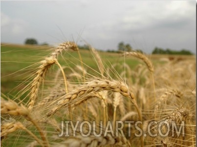 Louisiana, Point Coupee Parrish, While Sugar, Rice, Soybeans and Cotton are the Dominant Crops